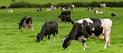 Environmental Auditors